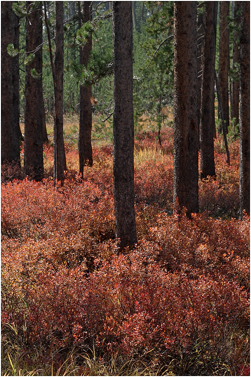 Dunraven Pass, Yellowstone NP