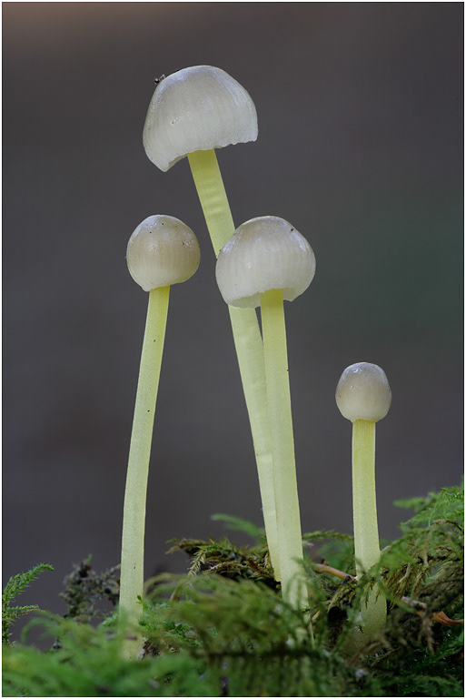 Yellow-stemmed Mycena - Mycena epipterygia