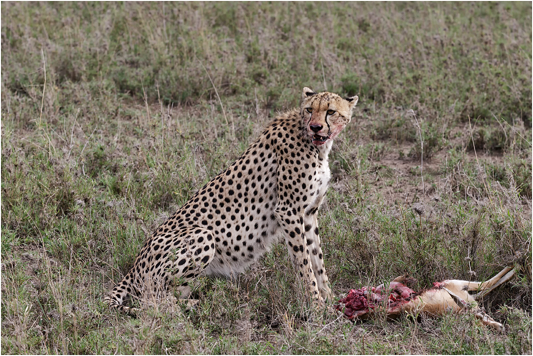 Cheetah with kill - Central Serengeti, Tanzania