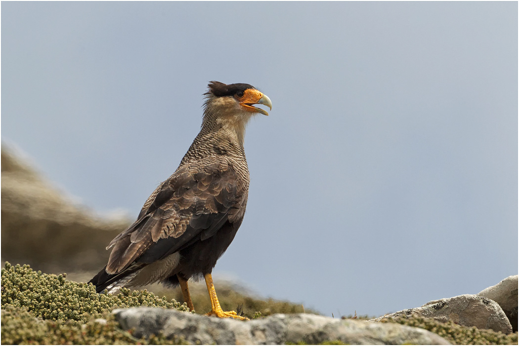 Crested Caracara