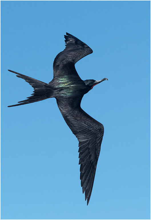 Great Frigatebird in flight, Galapagos Islands