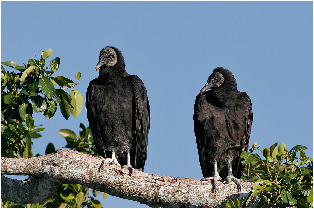 Black Vulture, Florida, USA