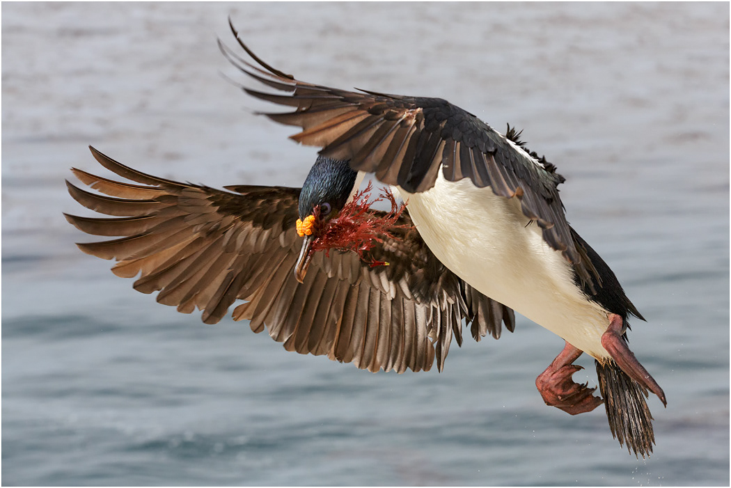 King Cormorant