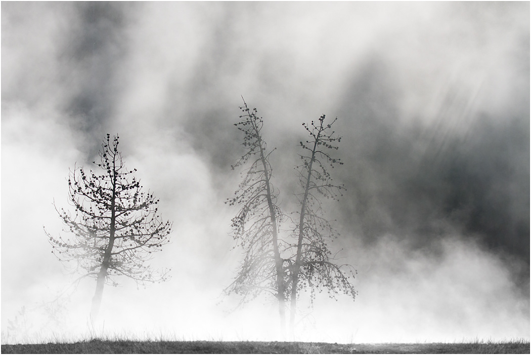 Trees, Upper Geyser Basin, Yellowstone NP