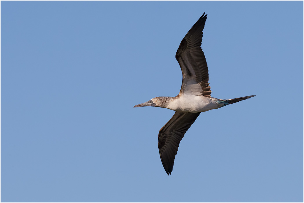 Blue-footed Booby in flight, Galapagos Islands