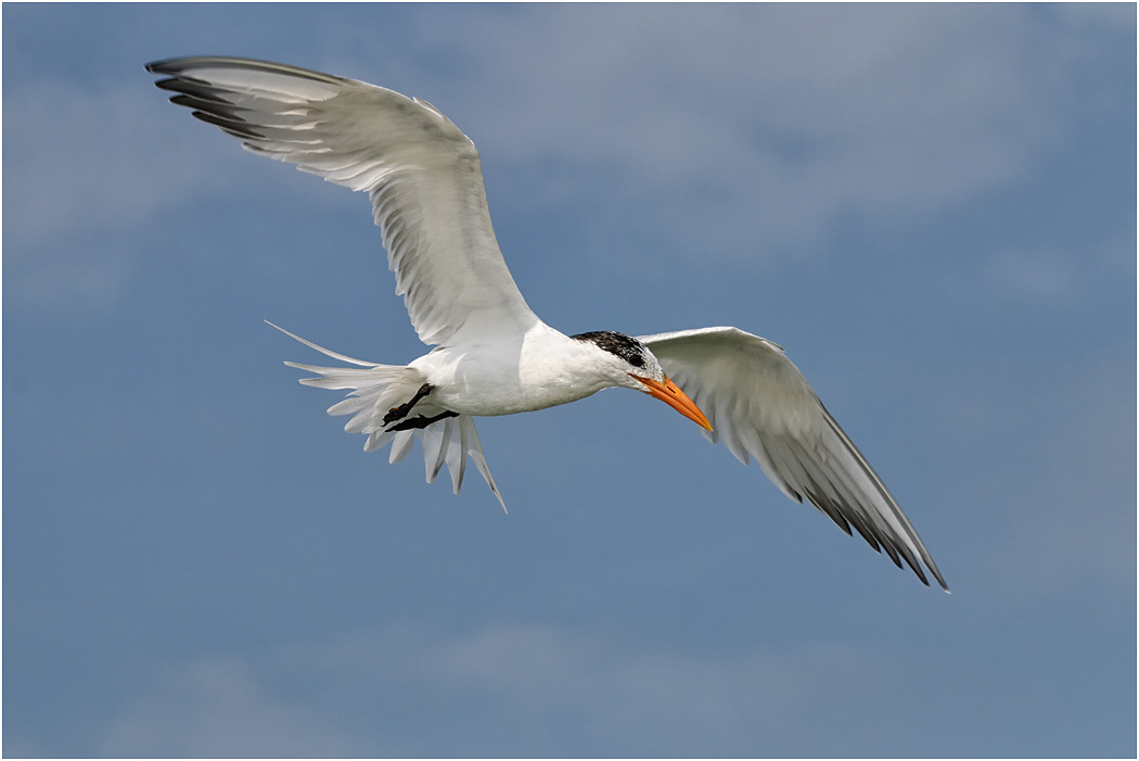 Royal Tern in flight, Florida, USA