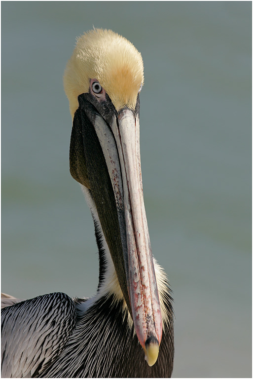 Brown Pelican, Florida, USA