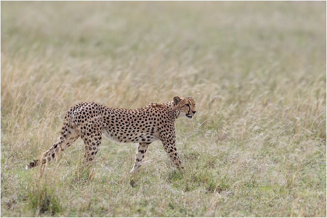 Young male Cheetah - Central Serengeti, Tanzania