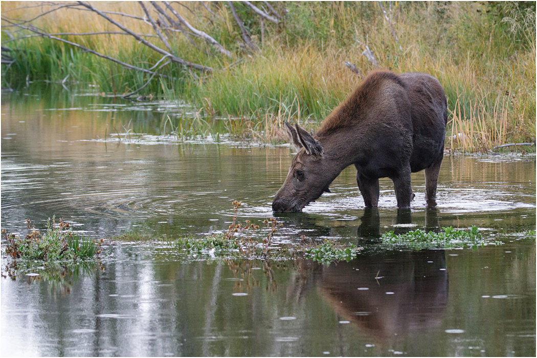 Young Moose feeding, Teton NP, Wyoming