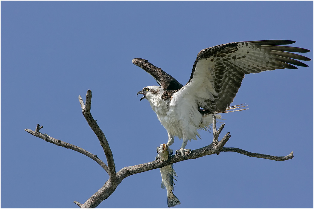 Osprey with catch, Florida, USA