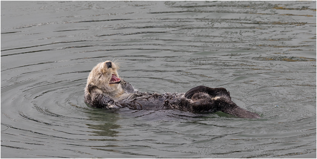 Sea Otter washing, California, USA