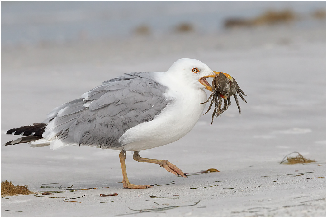 Herring Gull with crab, Florida, USA