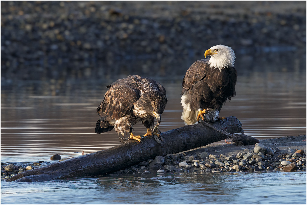 Bald Eagle parent & young, Chilkat River, Alaska