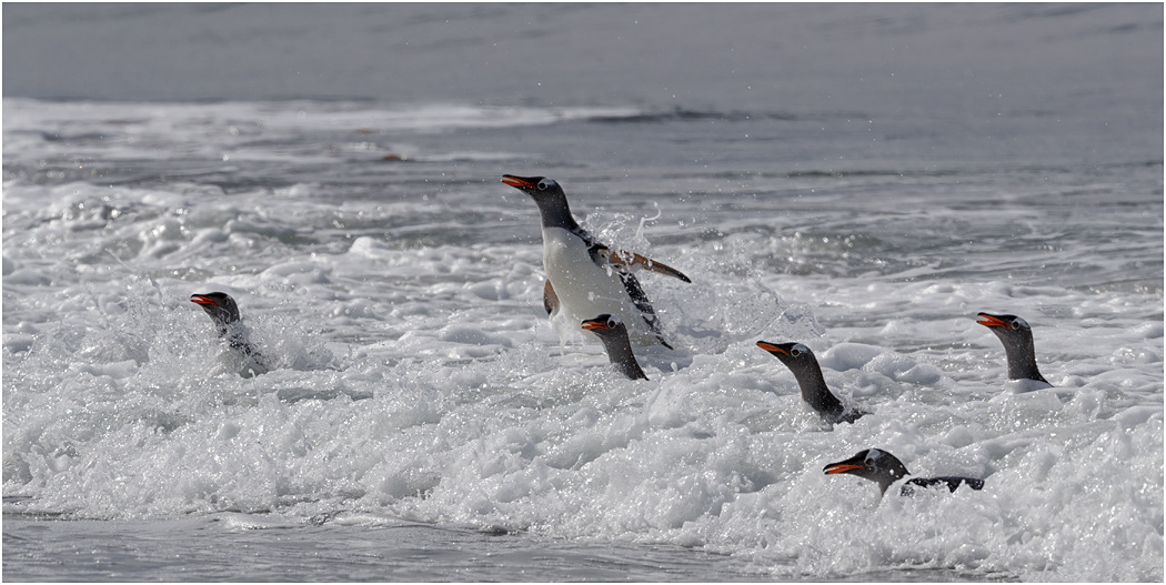 Gentoo Penguins arrive ashore