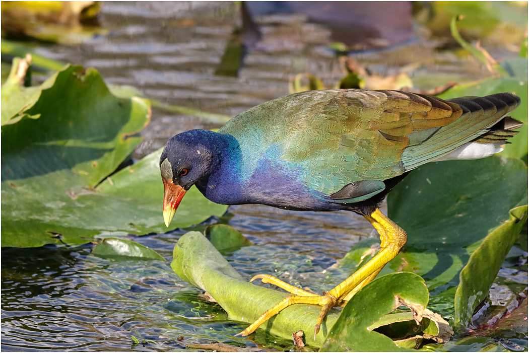 Purple Gallinule, Florida, USA