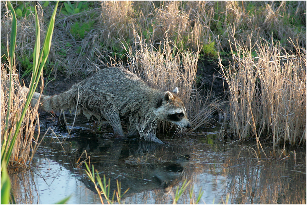 Racoon, Florida