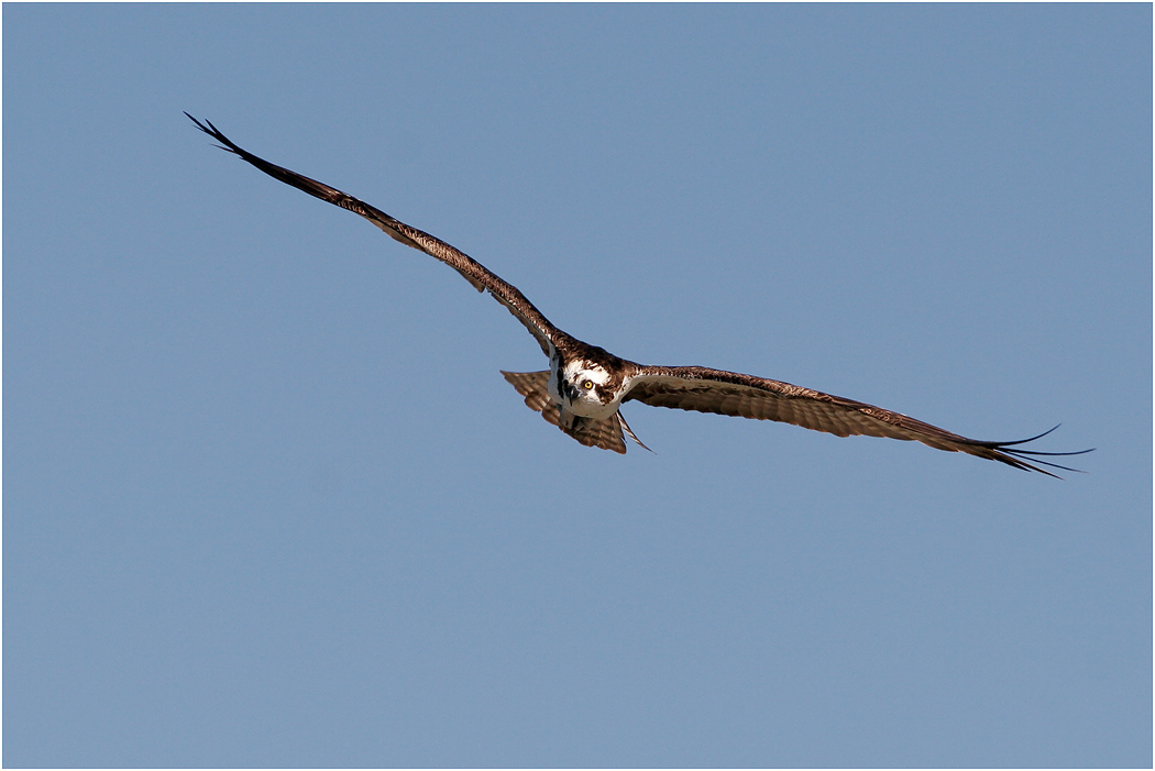 Osprey, Florida, USA