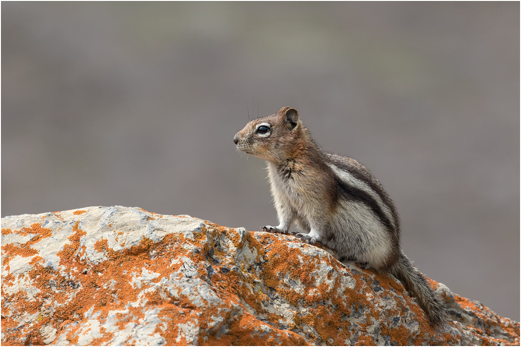 Golden Mantled Ground Squirrel, Alberta, Canada