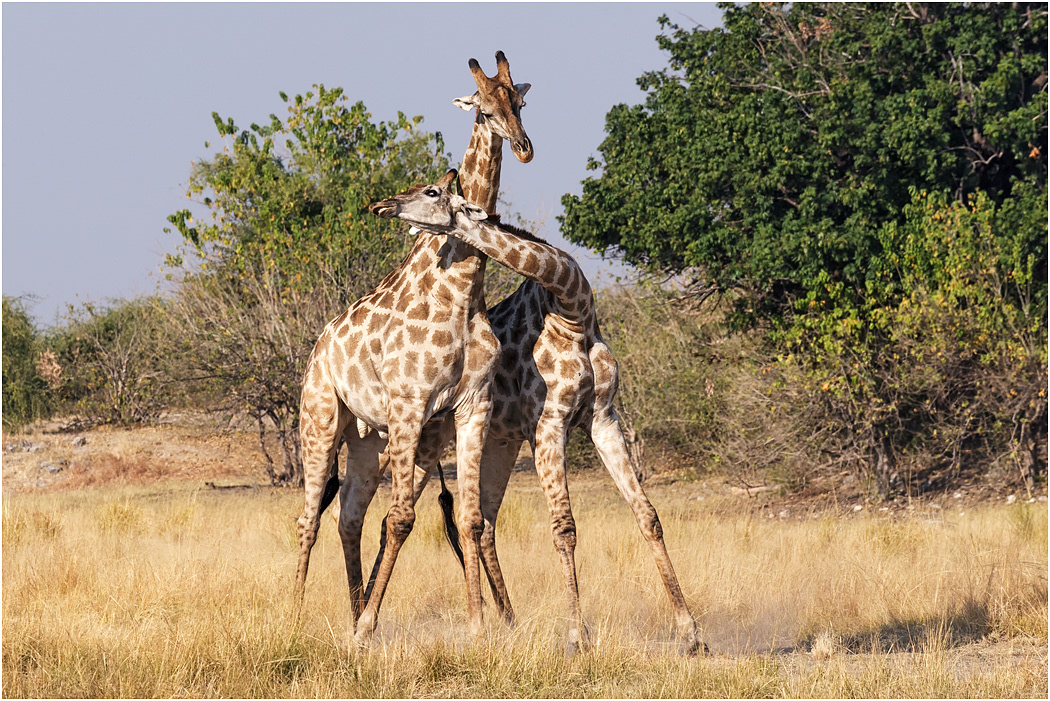 Male Maasai Giraffes in necking battle - Chobe NP, Botswana