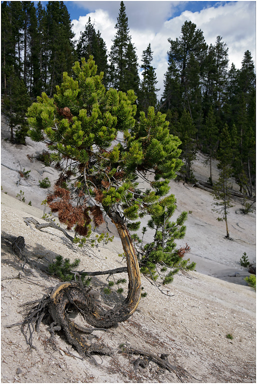 Twisted Pine, Cooking Hillside, Yellowstone