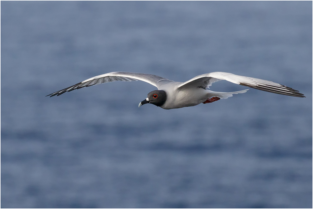 Swallow-tailed Gull in flight, Galapagos Islands