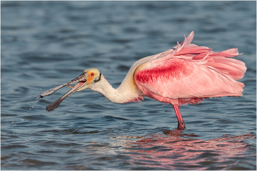 Roseate Spoonbill with tiny fish, Florida, USA