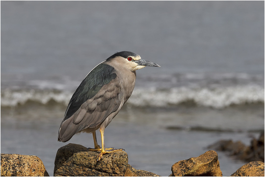 Black-crowned Night Heron