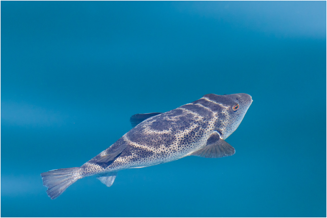 Puffa fish, Galapagos