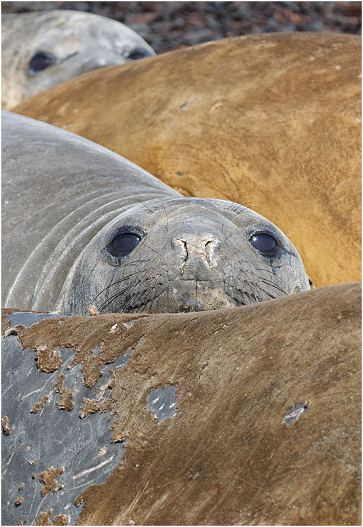 Southern Elephant Seal