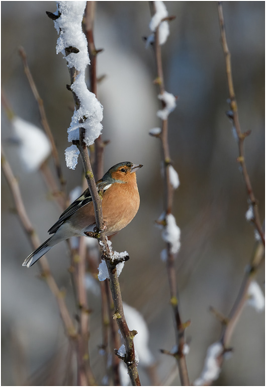 Chaffinch, male in winter