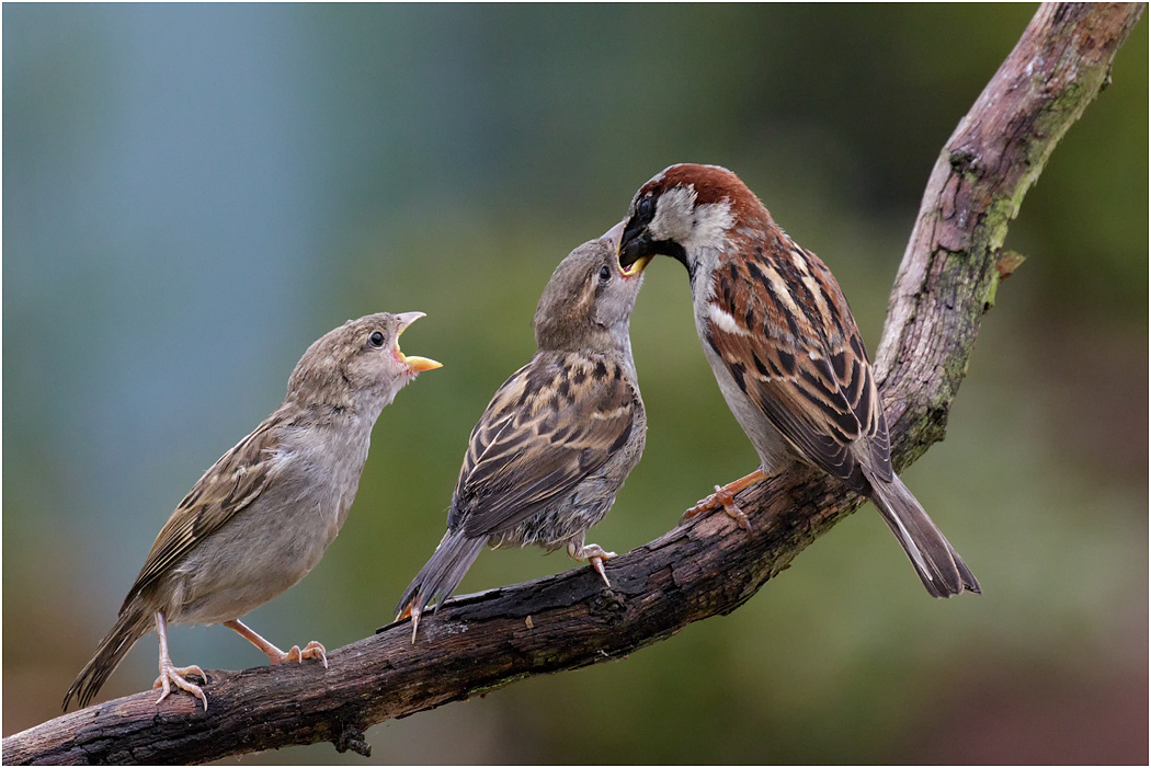 House Sparrow feeding young