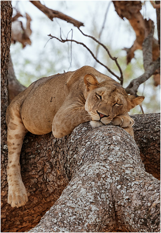 Sleeping Lioness, Tarangire, Tanzania