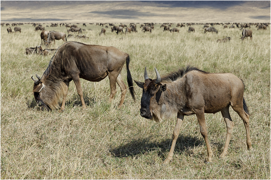 Wildebeest grazing - Ngorongoro Crater, Tanzania