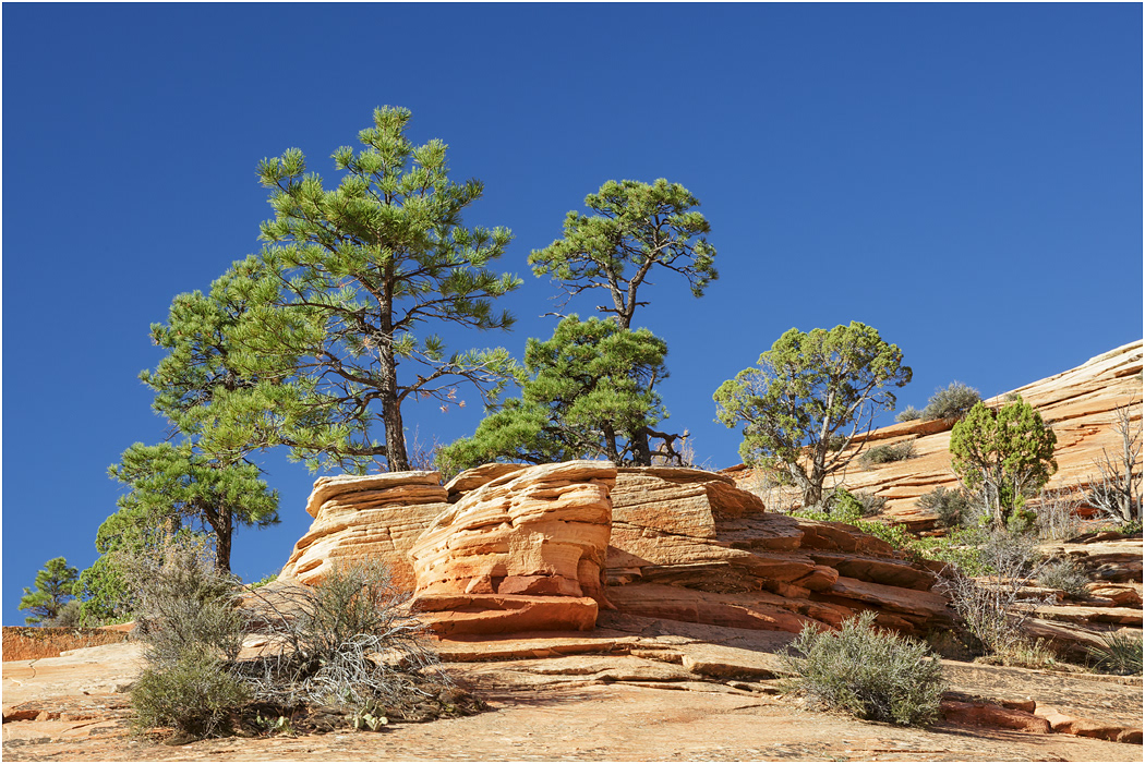 Cross-bedded Navajo Sandstone, near Zion, Utah