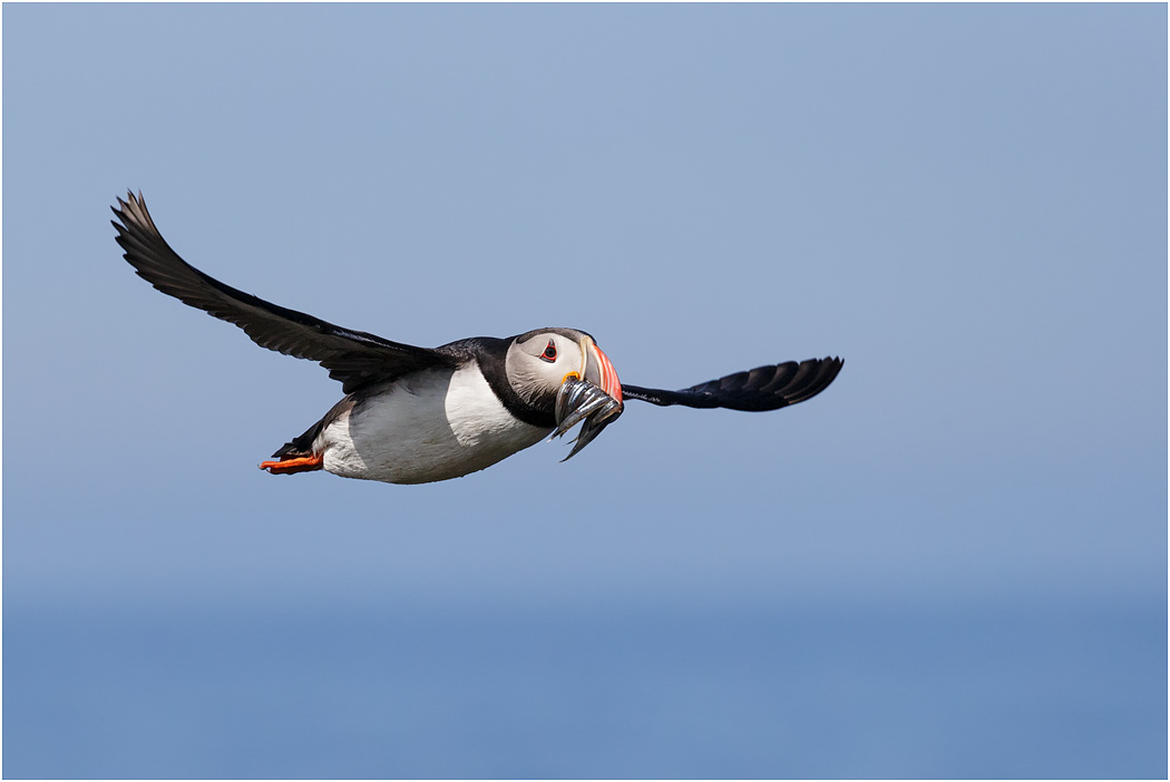 Puffin in flight with sand eels