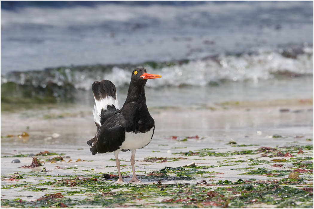 Magellanic Oystercatcher