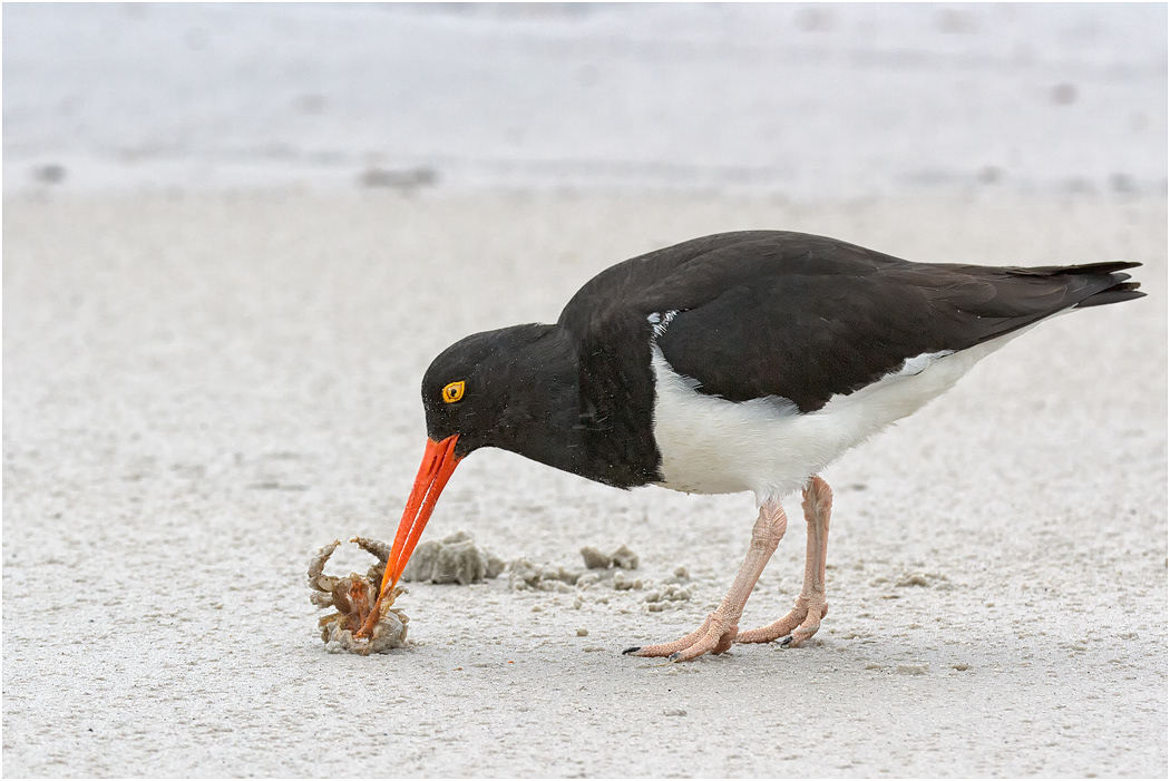 Magellanic Oystercatcher eating crab