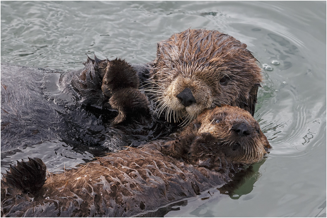 Sea Otter - Mother with kit, California, USA