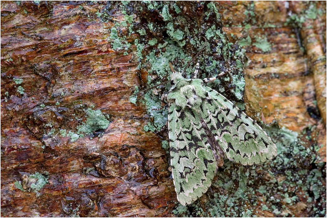 Merveille Du Jour