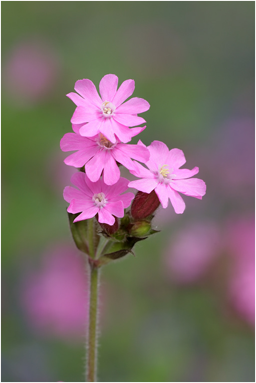Red Campion