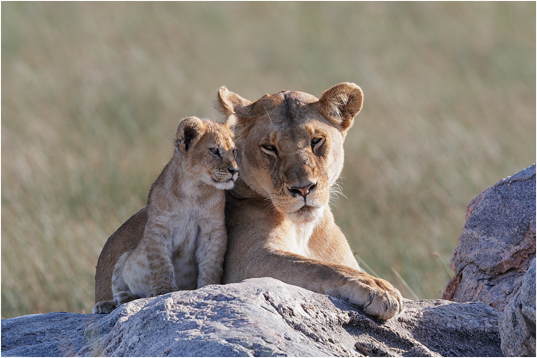 Lioness Mother & Cub - Central Serengeti, Tanzania