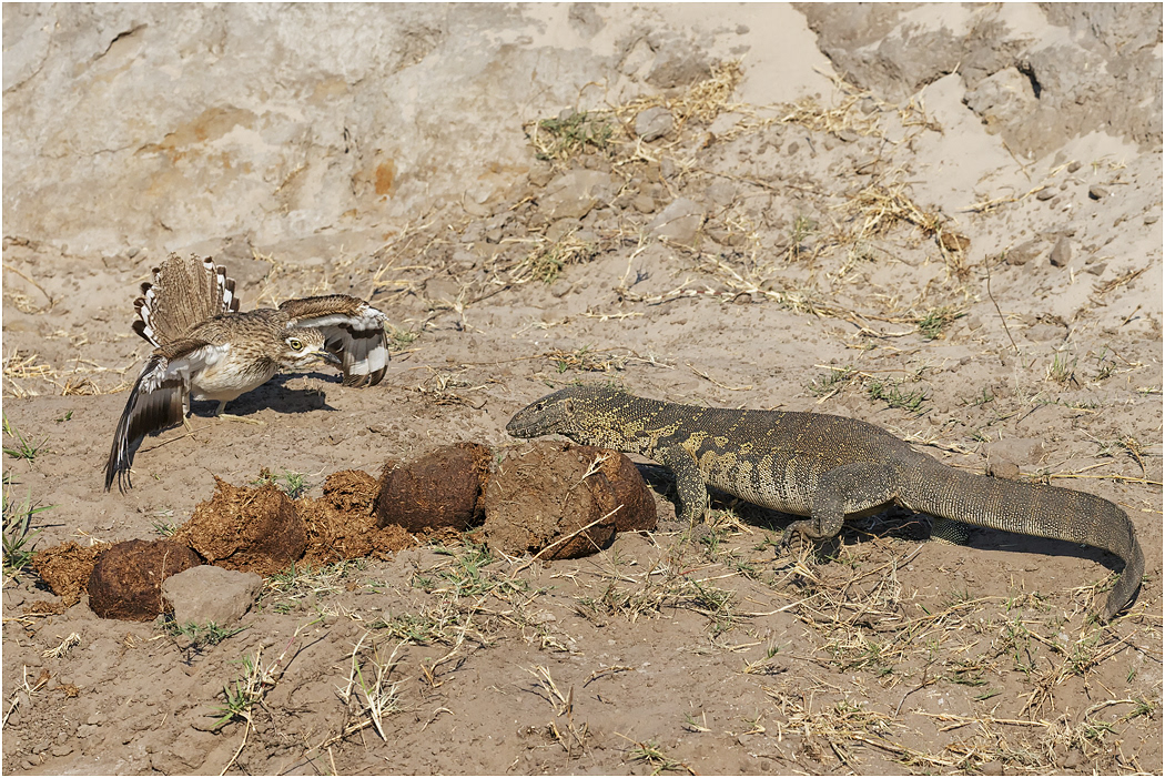 Water Thick-knee defending nest - Chobe River, Botswana