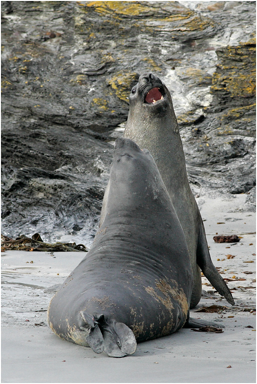 Southern Elephant Seals sparring