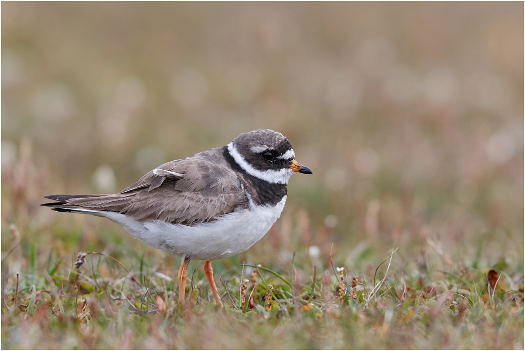 Ringed Plover, female, Iceland