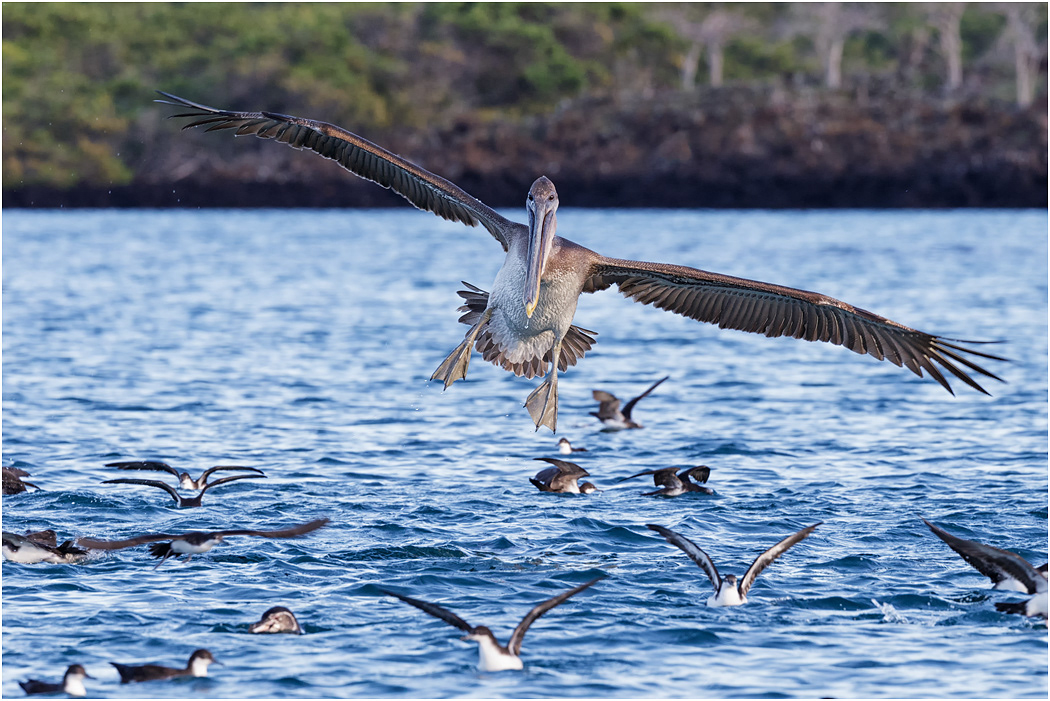 Brown Pelican landing, Galapagos Islands