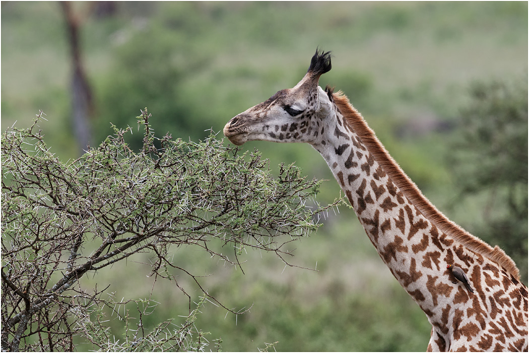 Female Masai Giraffe eating Acacia leaves - Central Serengeti, Tanzania