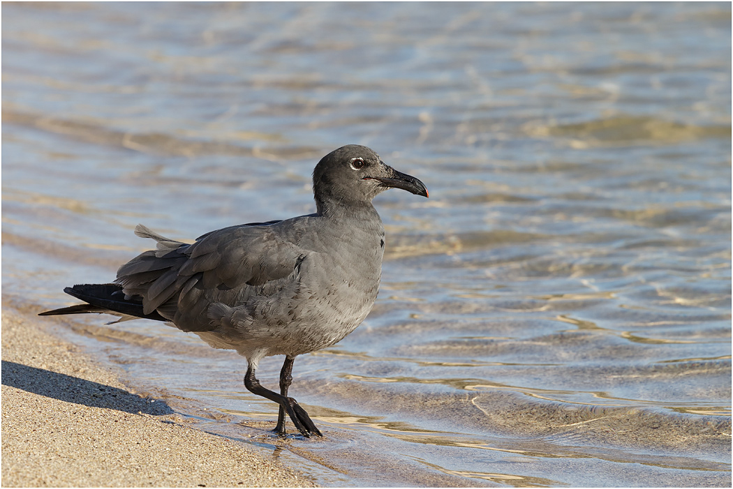 Lava Gull, Galapagos Islands
