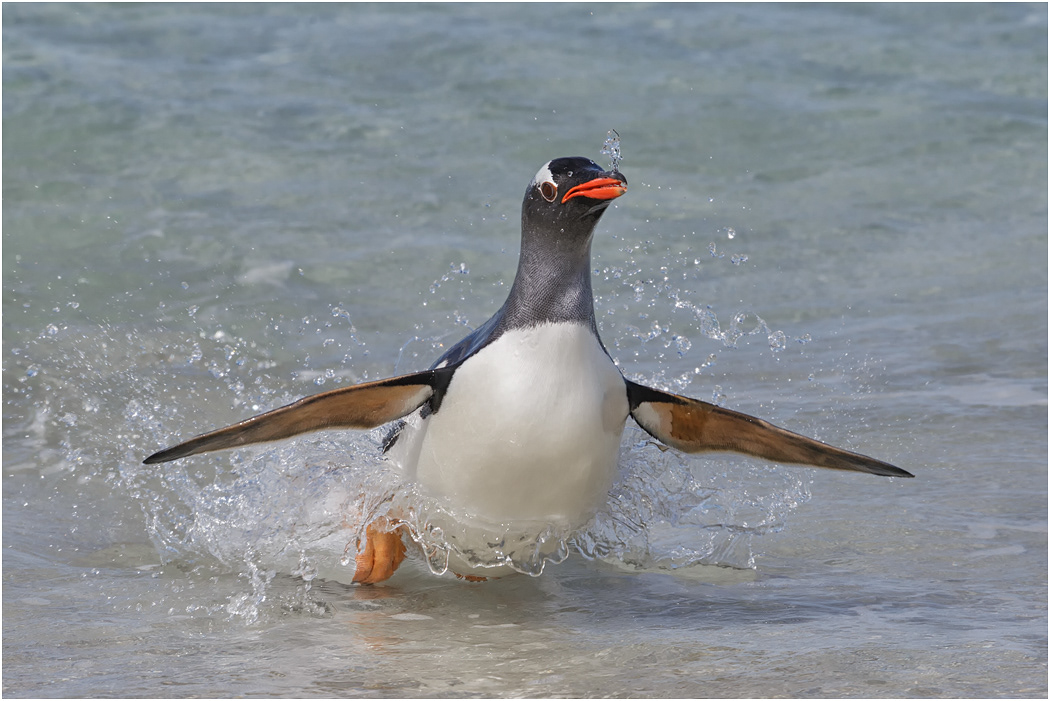 Gentoo Penguin