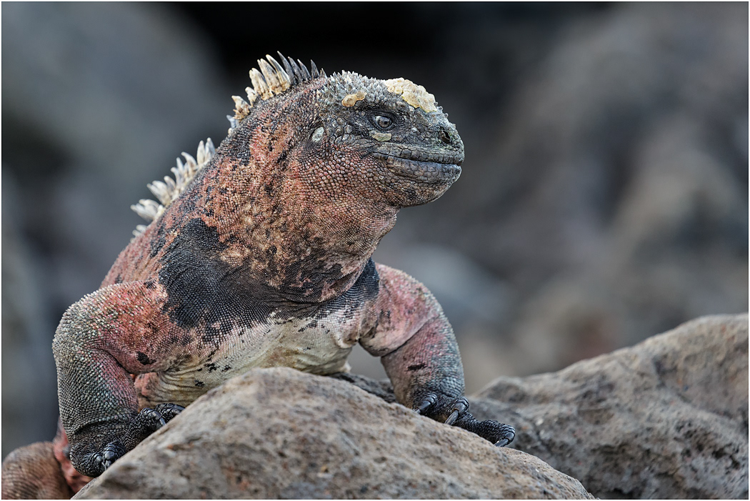 Mature Marine Iguana, Espanola, Galapagos Islands