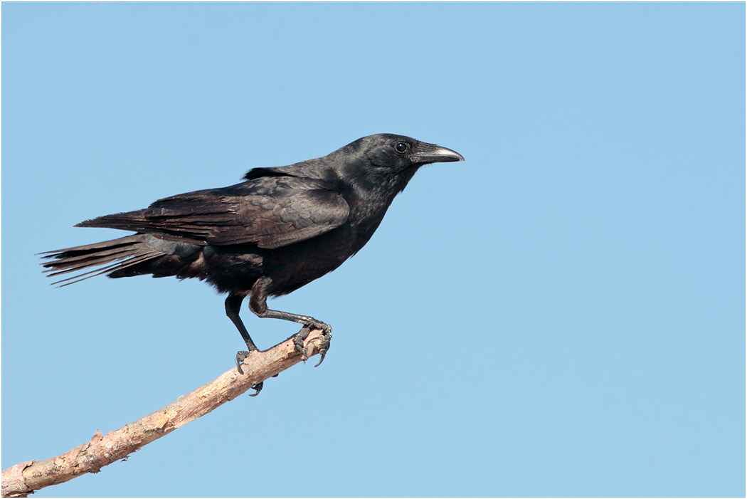Fish Crow, Florida, USA